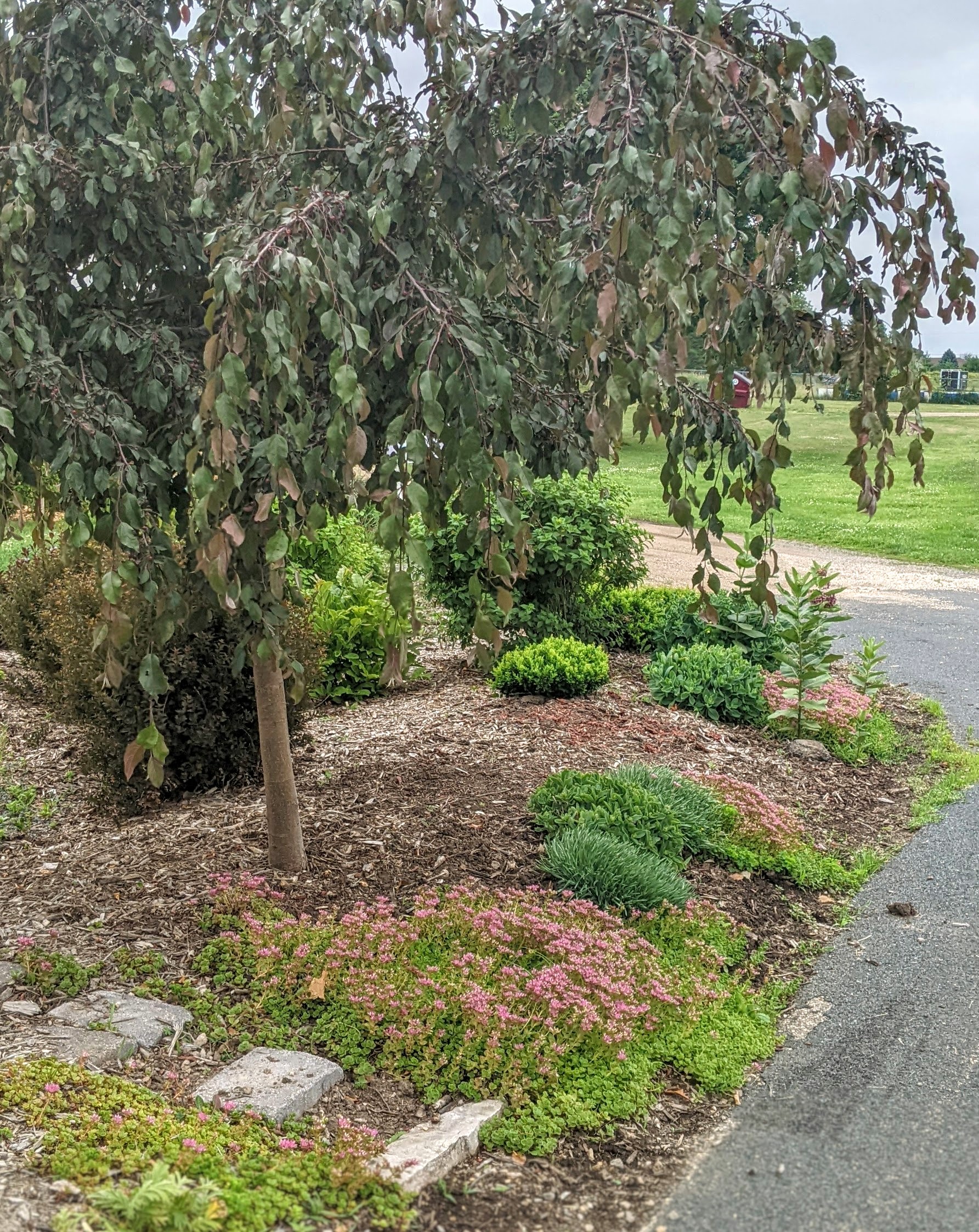 crabapple tree with groundcover, Washington County Master Gardeners, Minnesota
