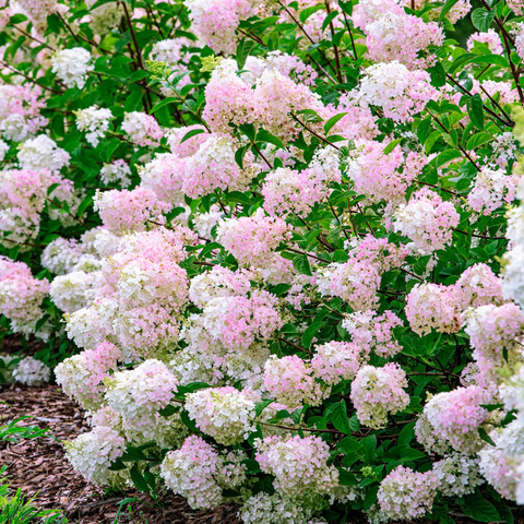 home landscape, strawberry hydrangea, Washington County Master Gardeners, Minnesota