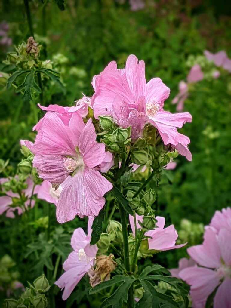 cottage, malva, Washington County Master Gardeners, Minnesota