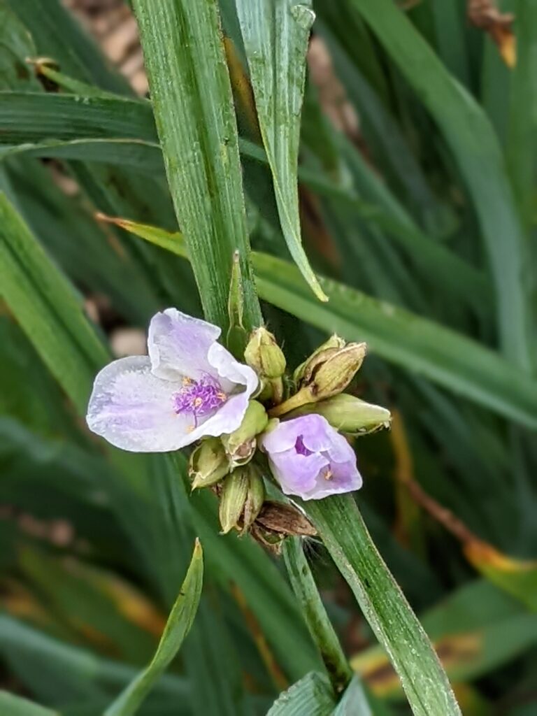 medicinal spiderwort, Washington County Master Gardeners, Minnesota