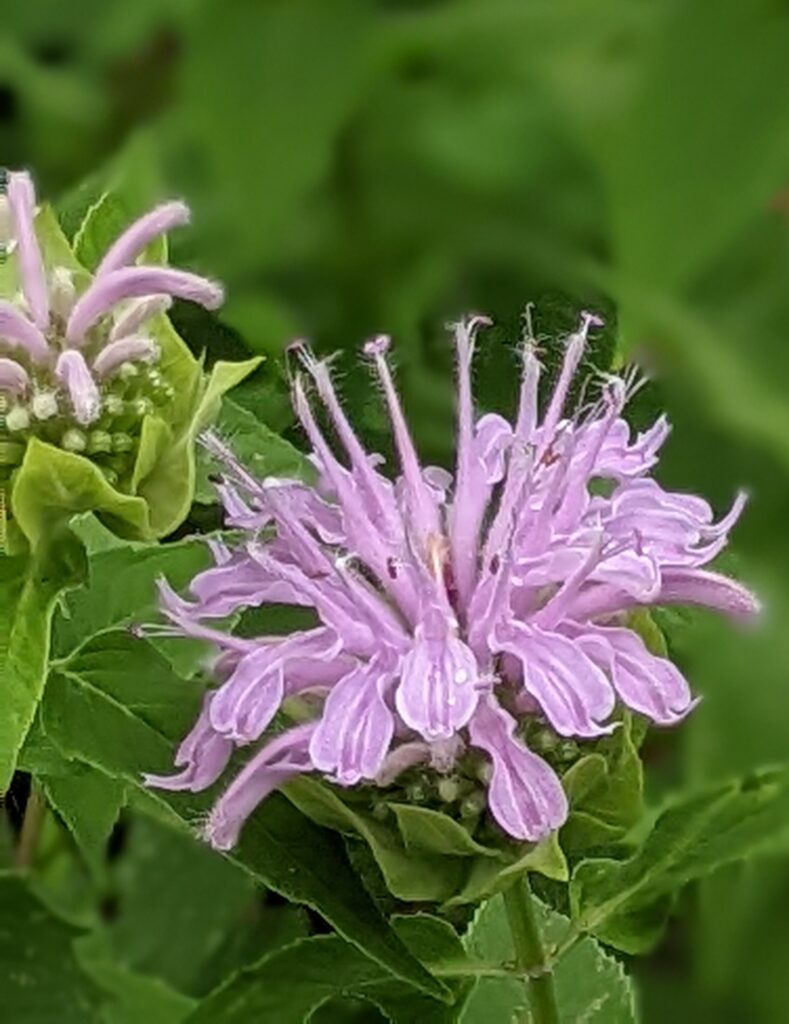 Wild bergamot, Washington County Master Gardeners, Minnesota