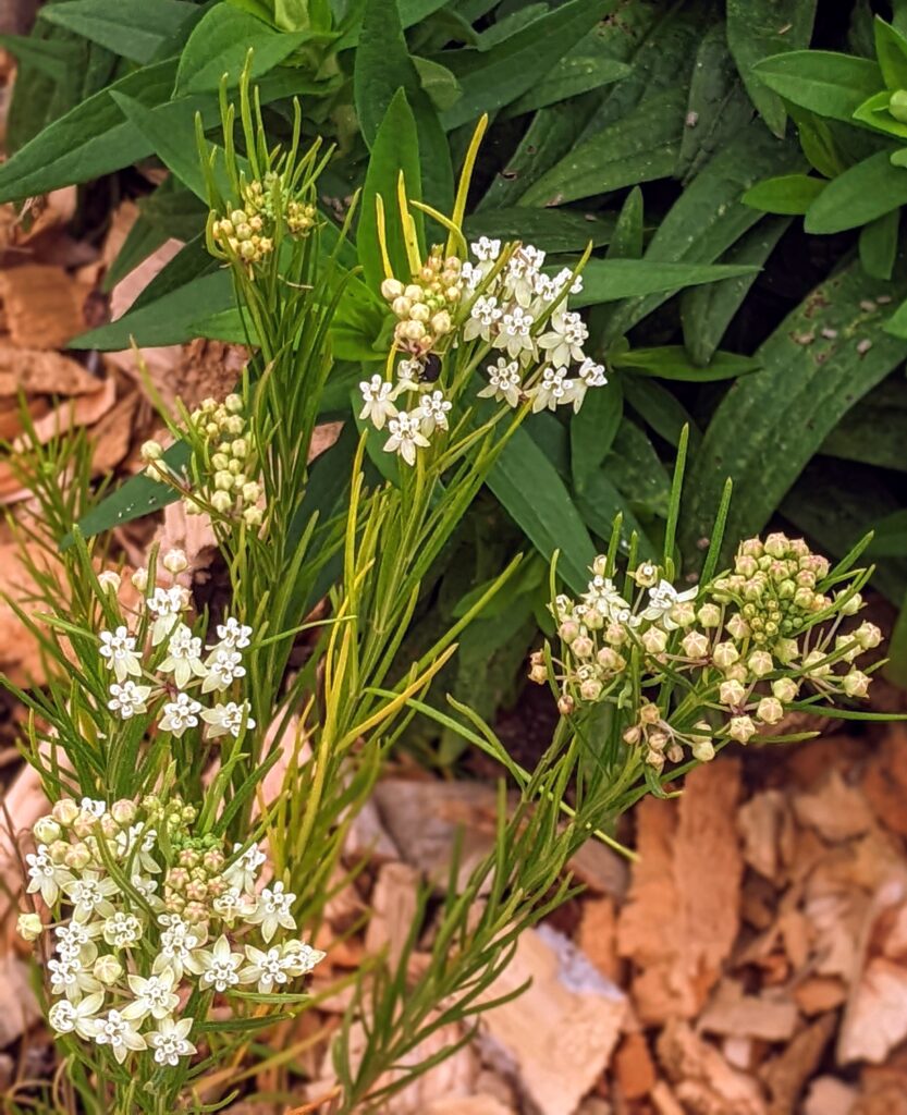 monarch garden, whorled milkweed, Washington County Master Gardeners, Minnesota
