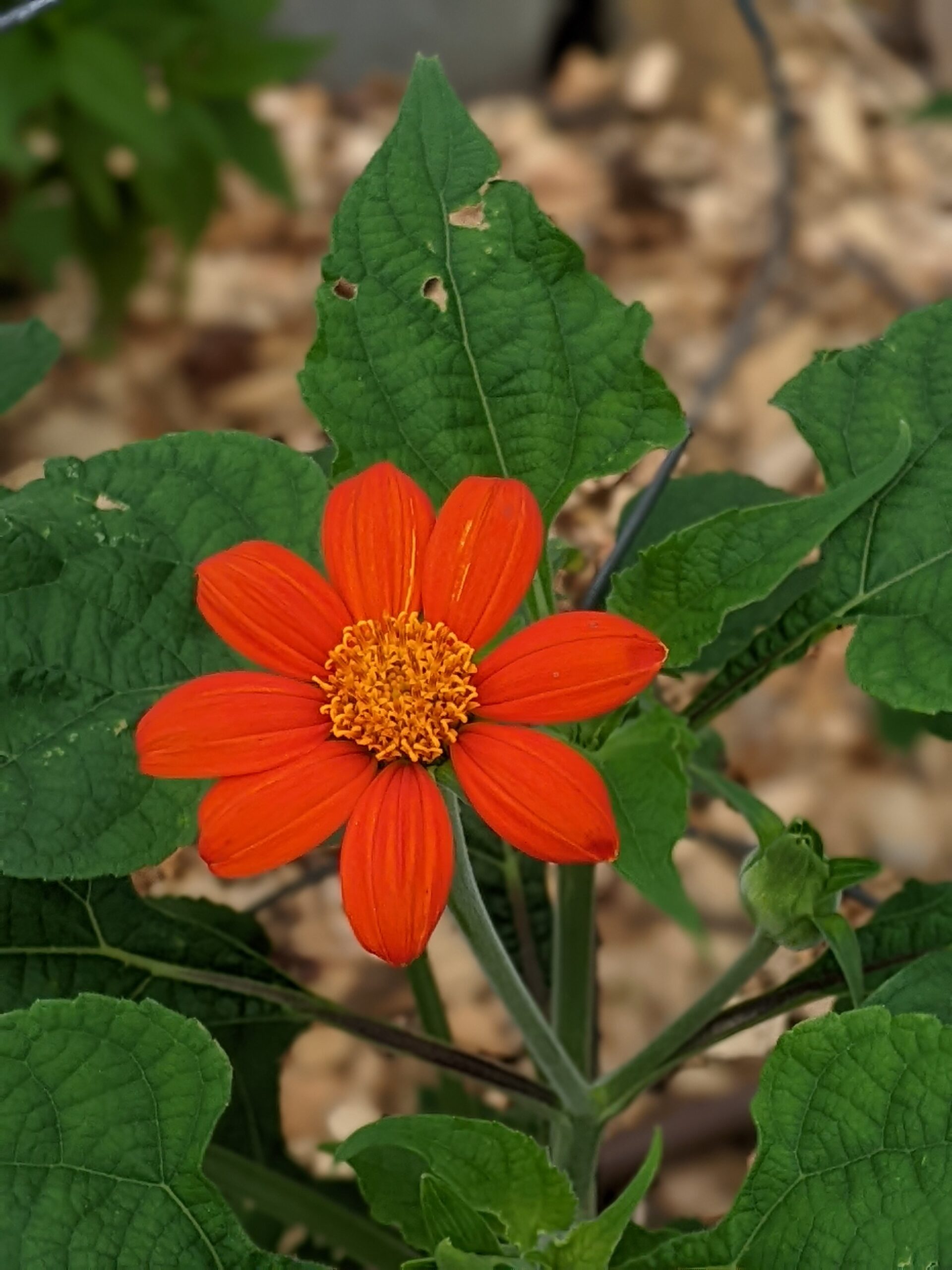 mexican sunflower, Washington County Master Gardeners, Minnesota