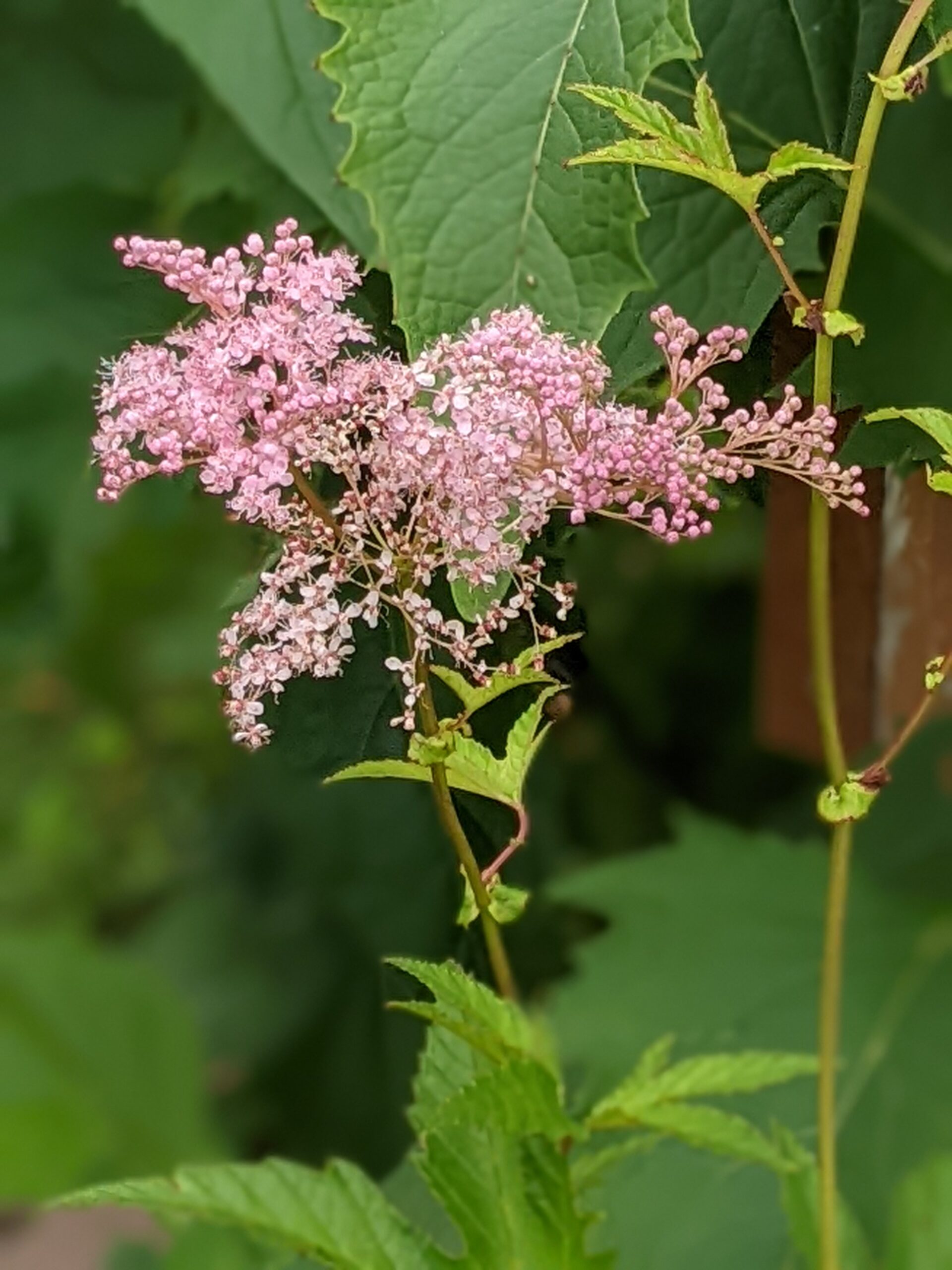 queen of the prairie, native garden, Washington County Master Gardeners, Minnesota