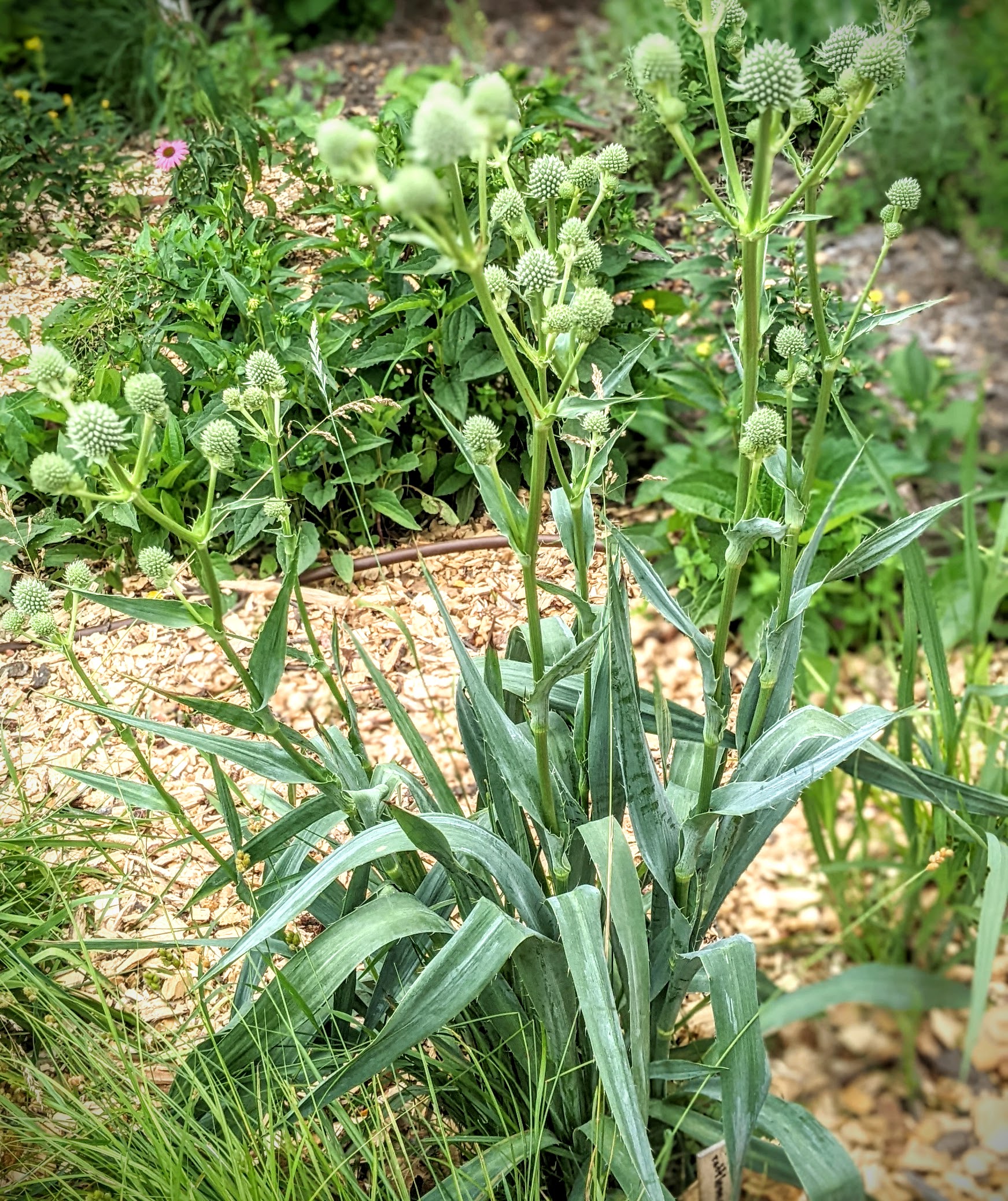 rattlesnake master, native garden, Washington County Master Gardeners, Minnesota