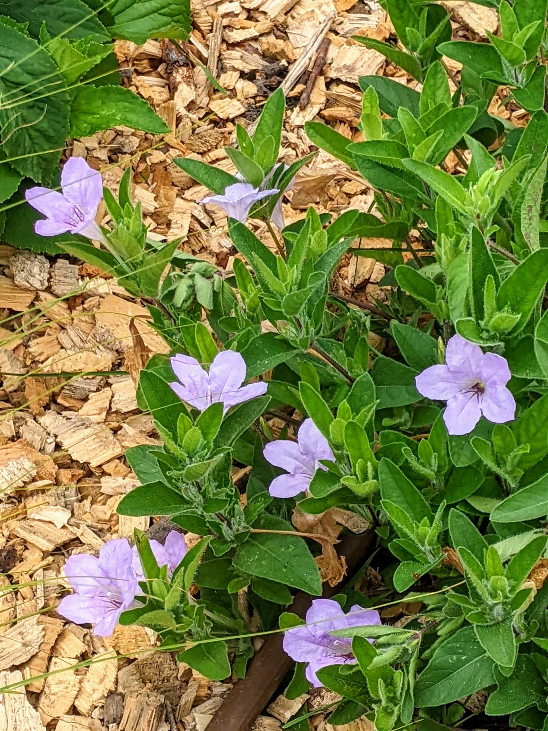wild petunia
