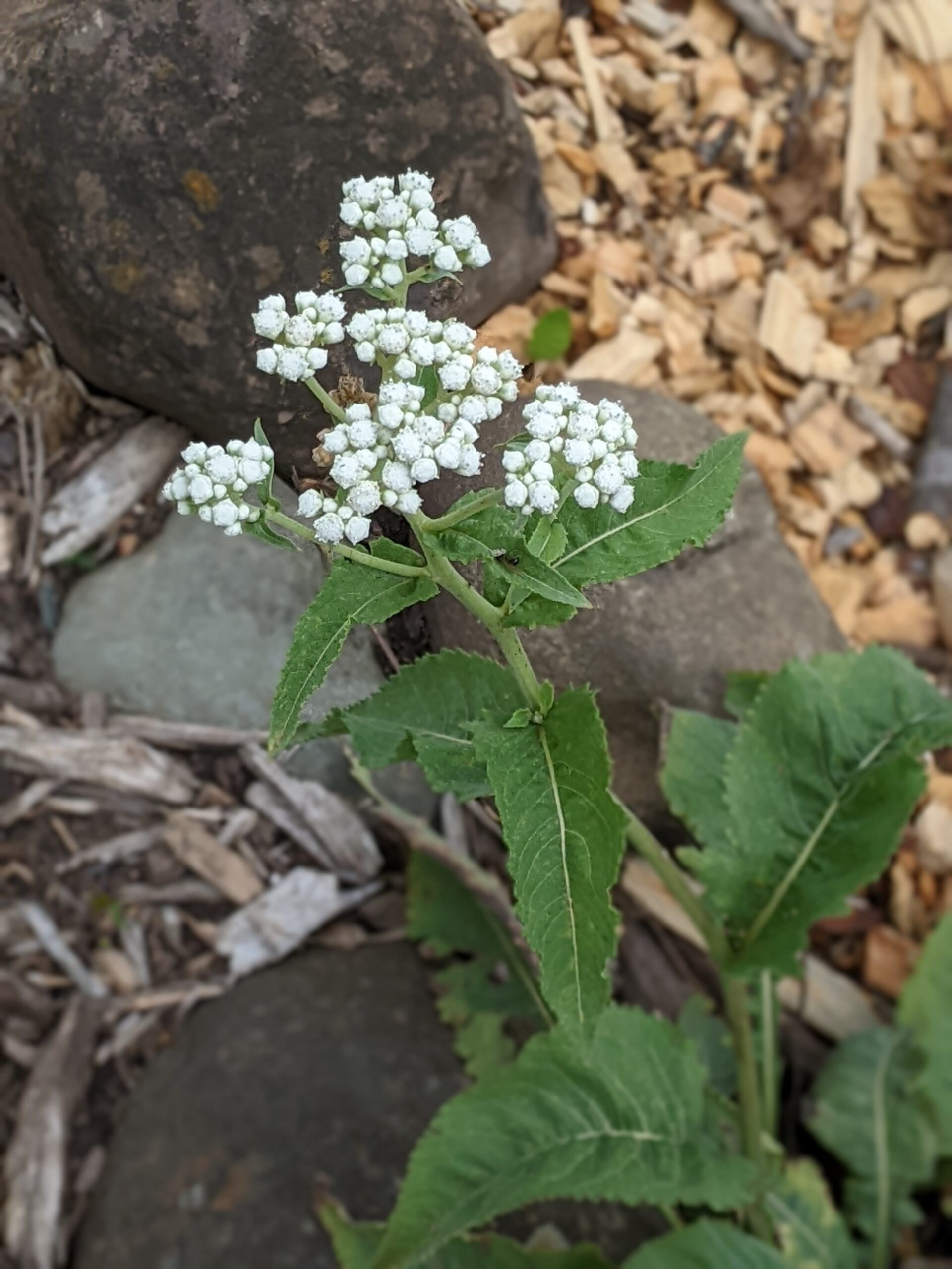 wild quinine, native garden, Washington County Master Gardeners, Minnesota
