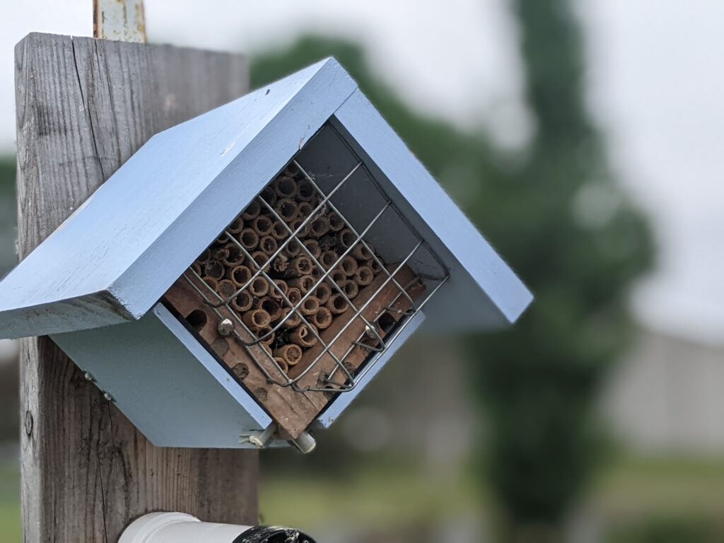 solitary bee house