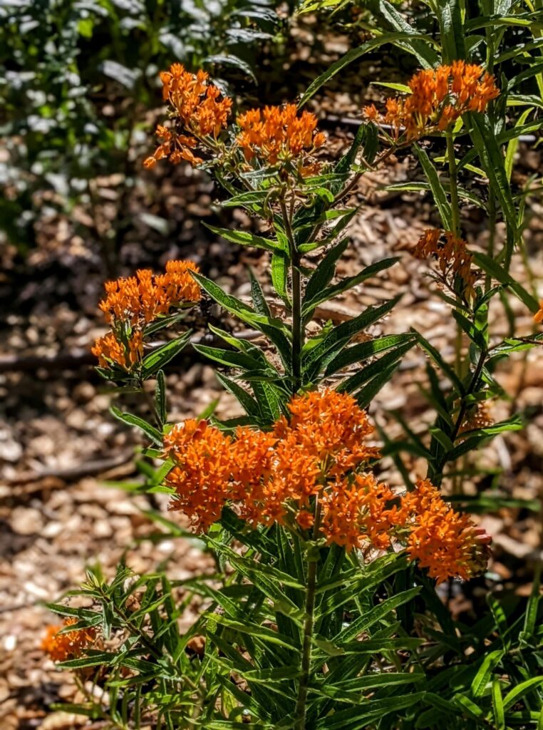 Butterflyweed native milkweed, Washington County Master Gardeners, Minnesota