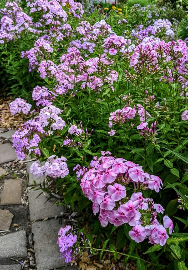 garden phlox at the fairgrounds, Washington County Master Gardeners, Minnesota