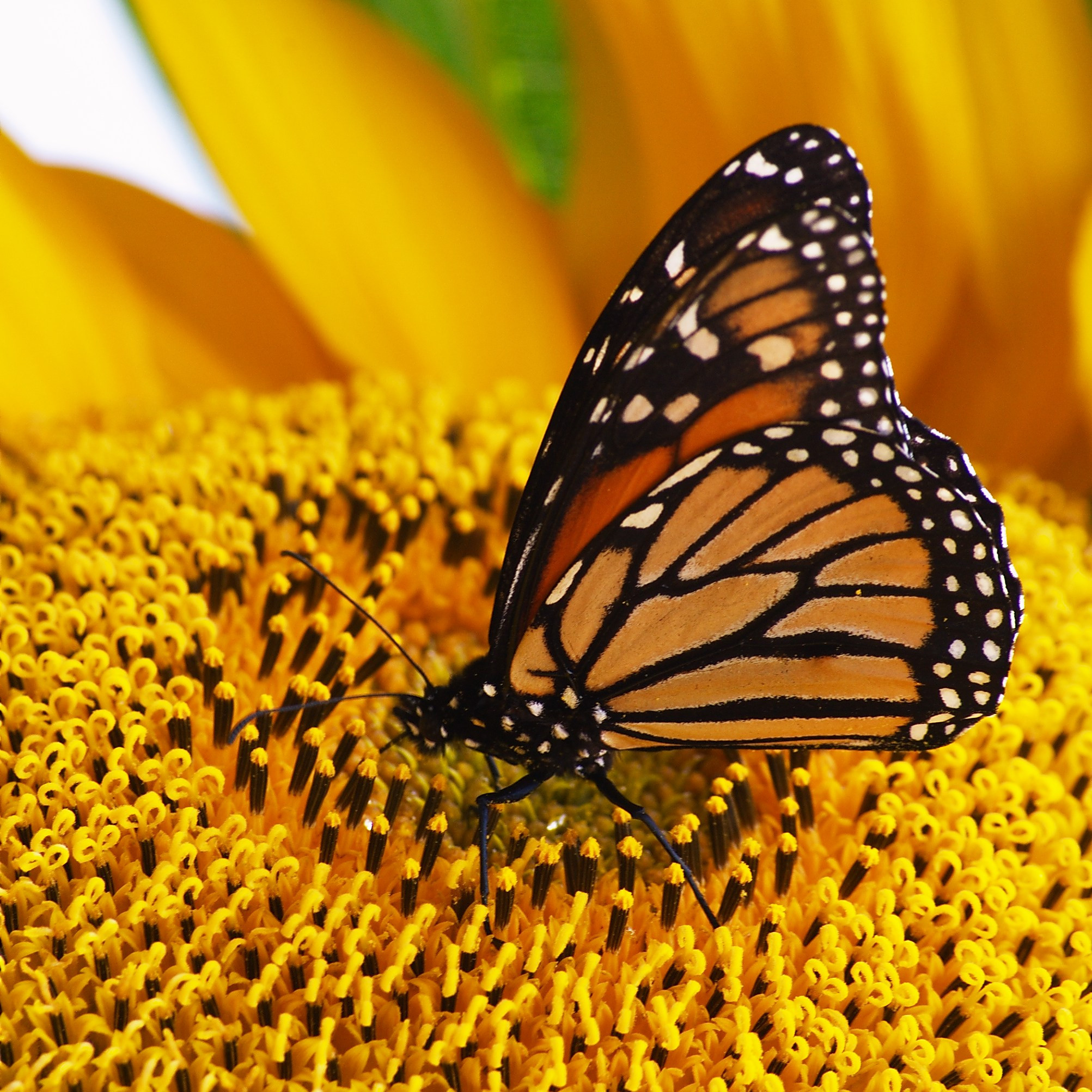 Milkweed, Monarchs & Pollinators - UMN Extension Washington County ...