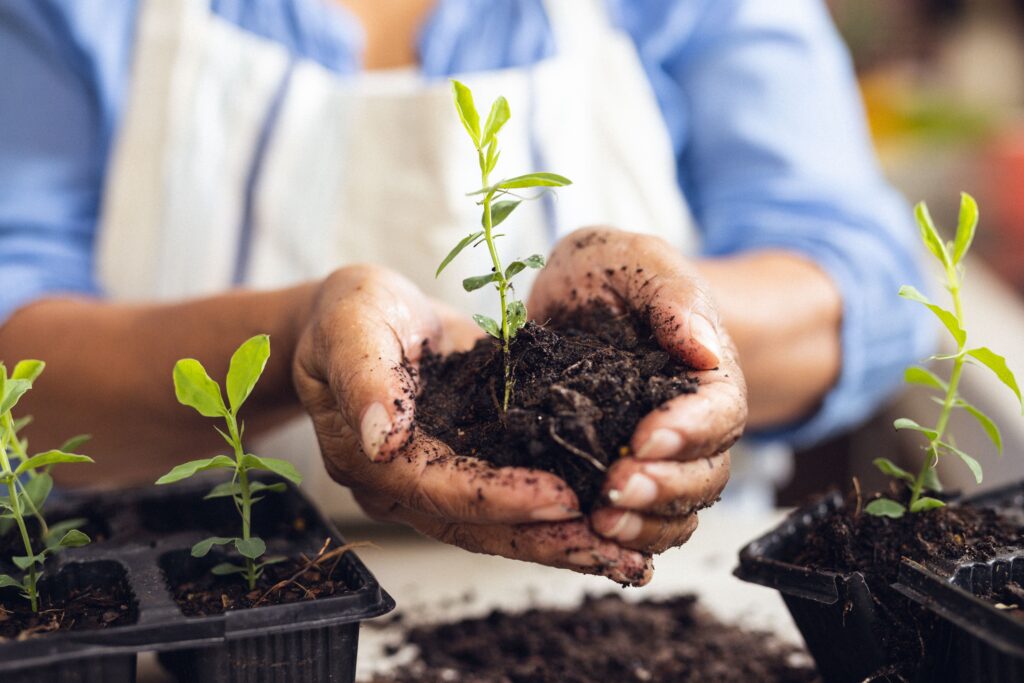 getting a seedling ready to plant