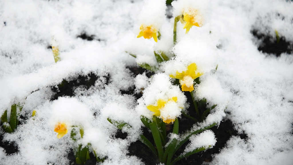 Yellow daffodil flower covered with snow