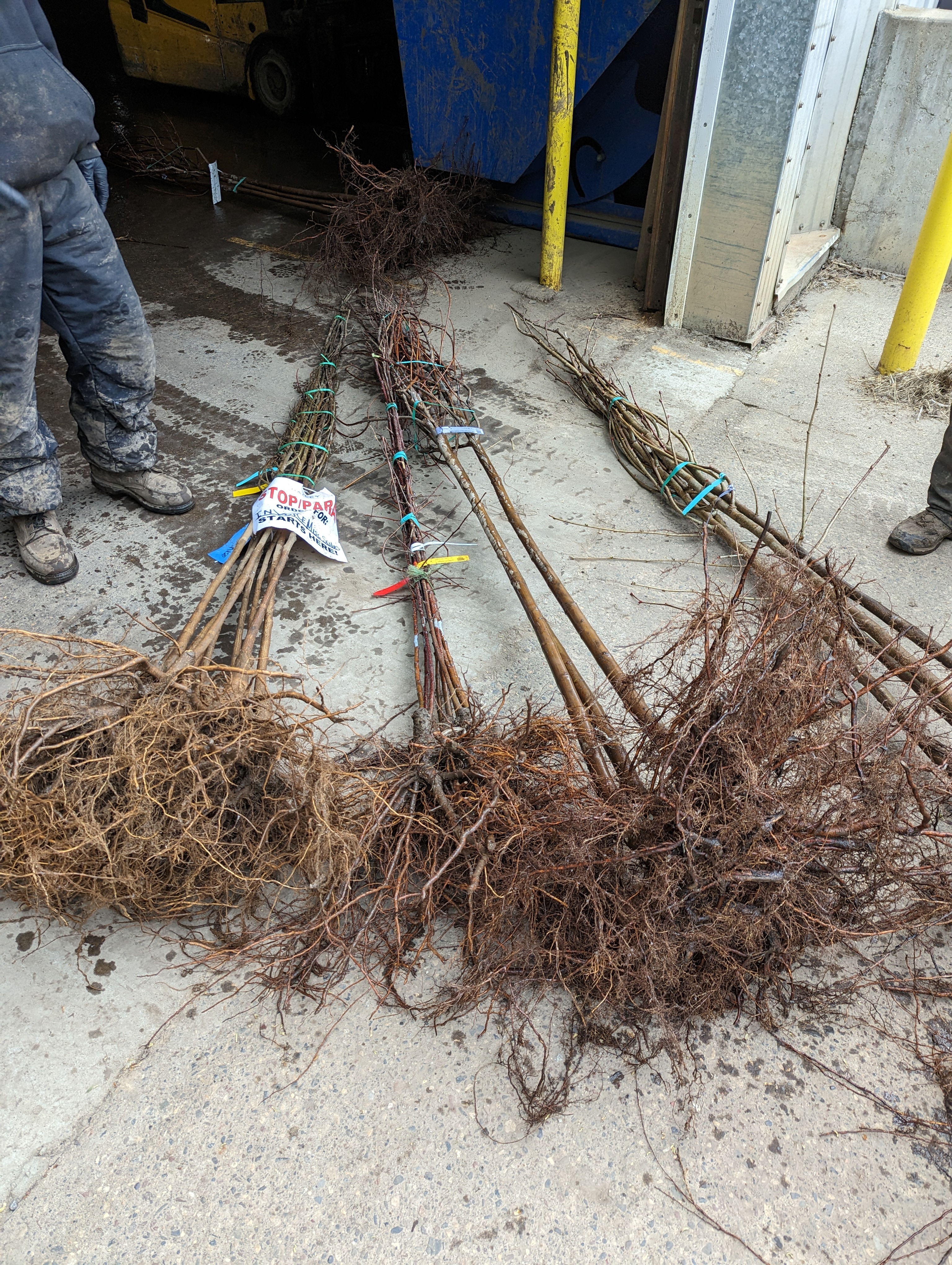 Four varieties of trees were selected to fill the gravel bed tree nursery: hackberry, chestnut crabapple, American linden, and autumn blaze maple.