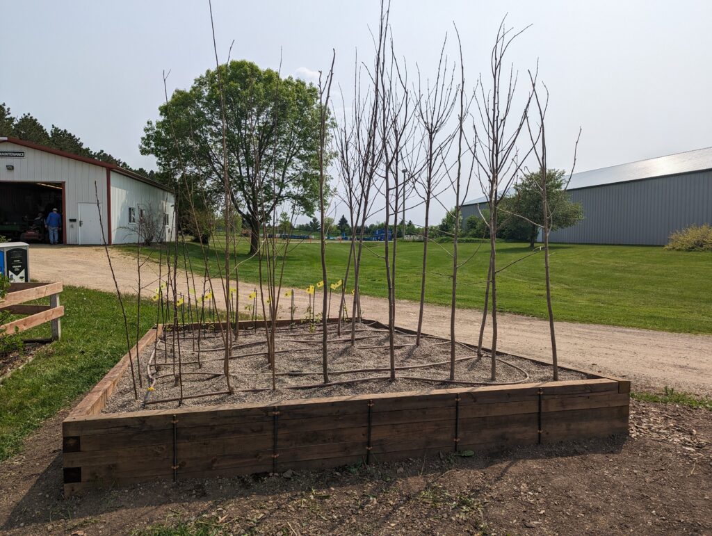 The trees will spend their summer at the fairgrounds before being transplanted at their final home in the woods along the St Croix River watershed.