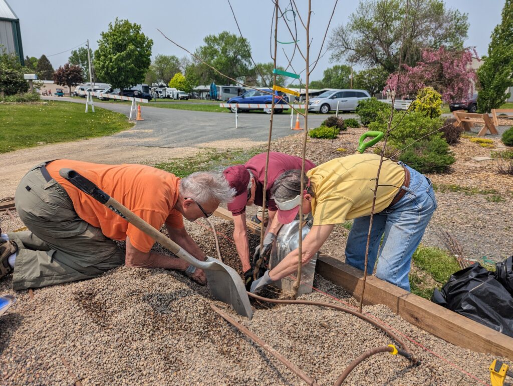 Each tree was nestled into the gravel bed, aligned next to an irrigation hose.
