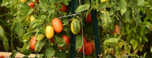 Read more about the article How Often and How Much to Water Tomato Plants?