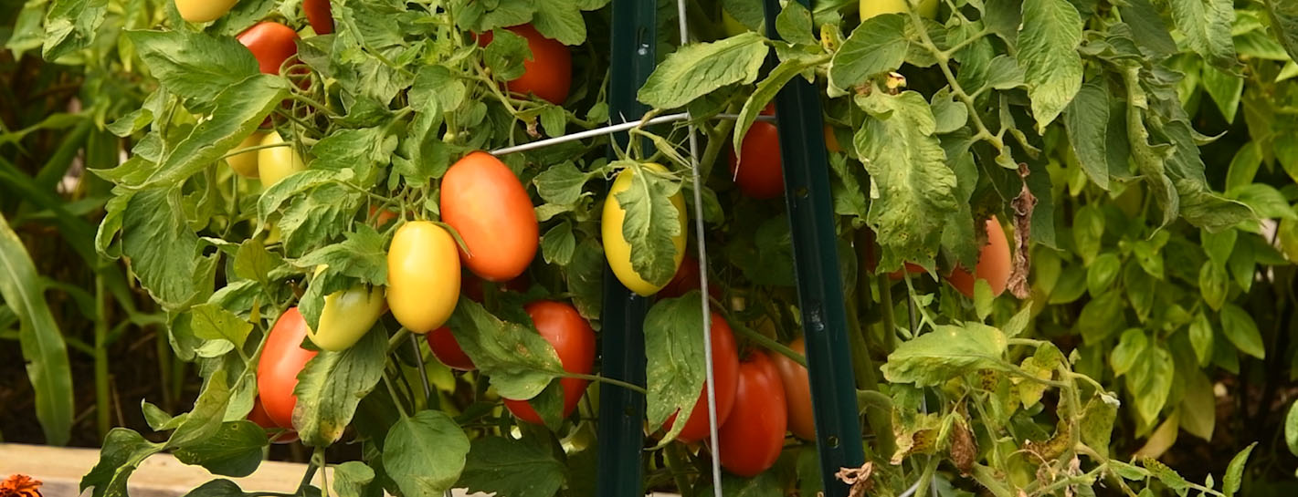 Read more about the article How Often and How Much to Water Tomato Plants?