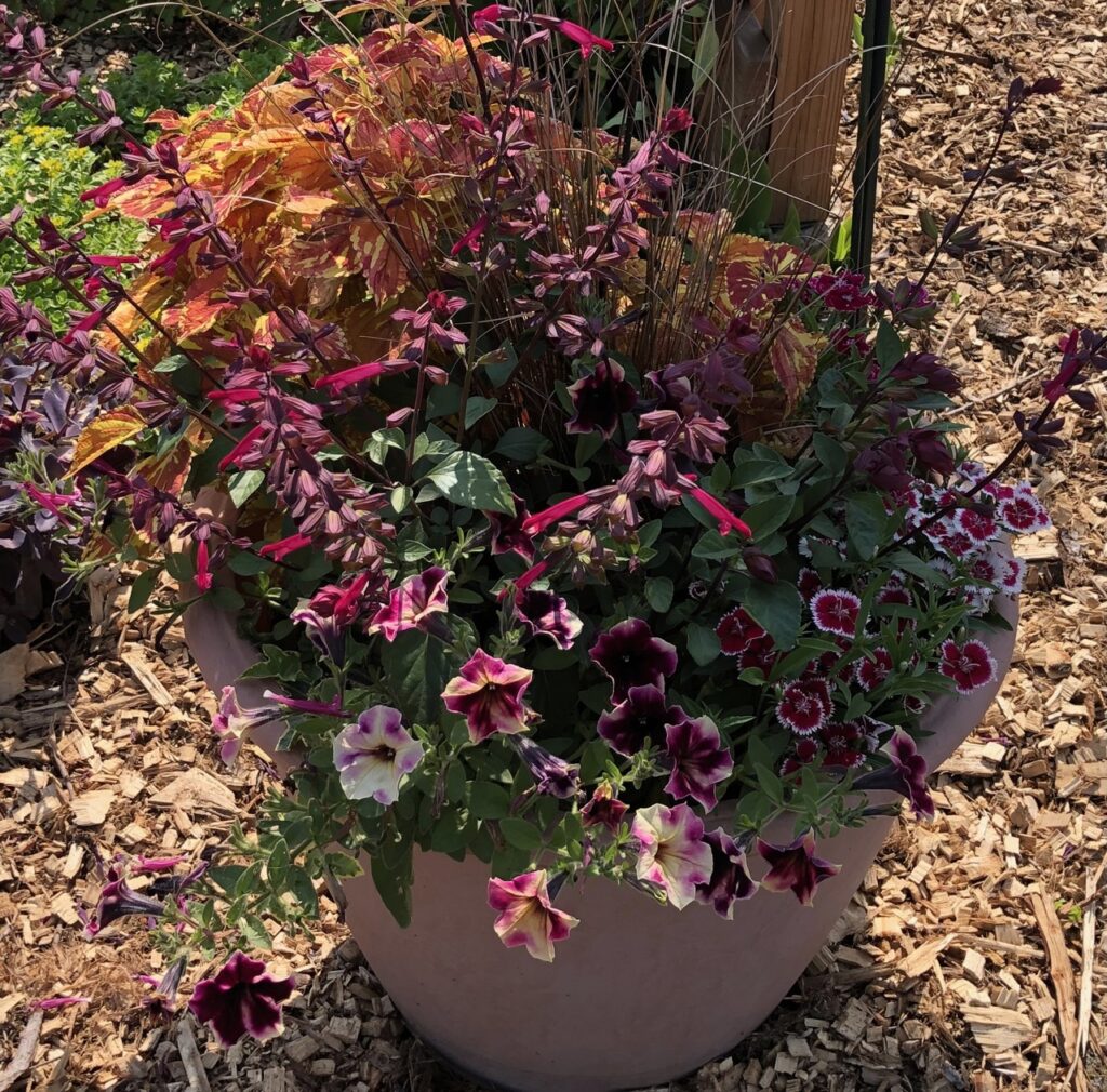 container garden with petunias