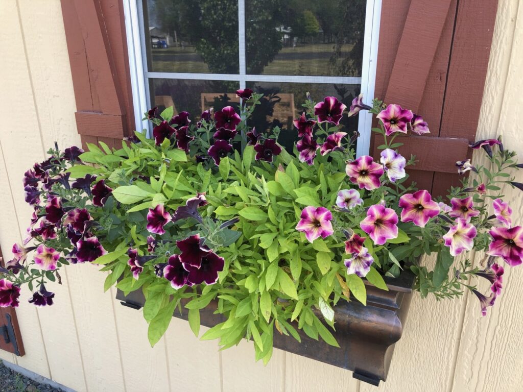 Window box of annuals and petunias