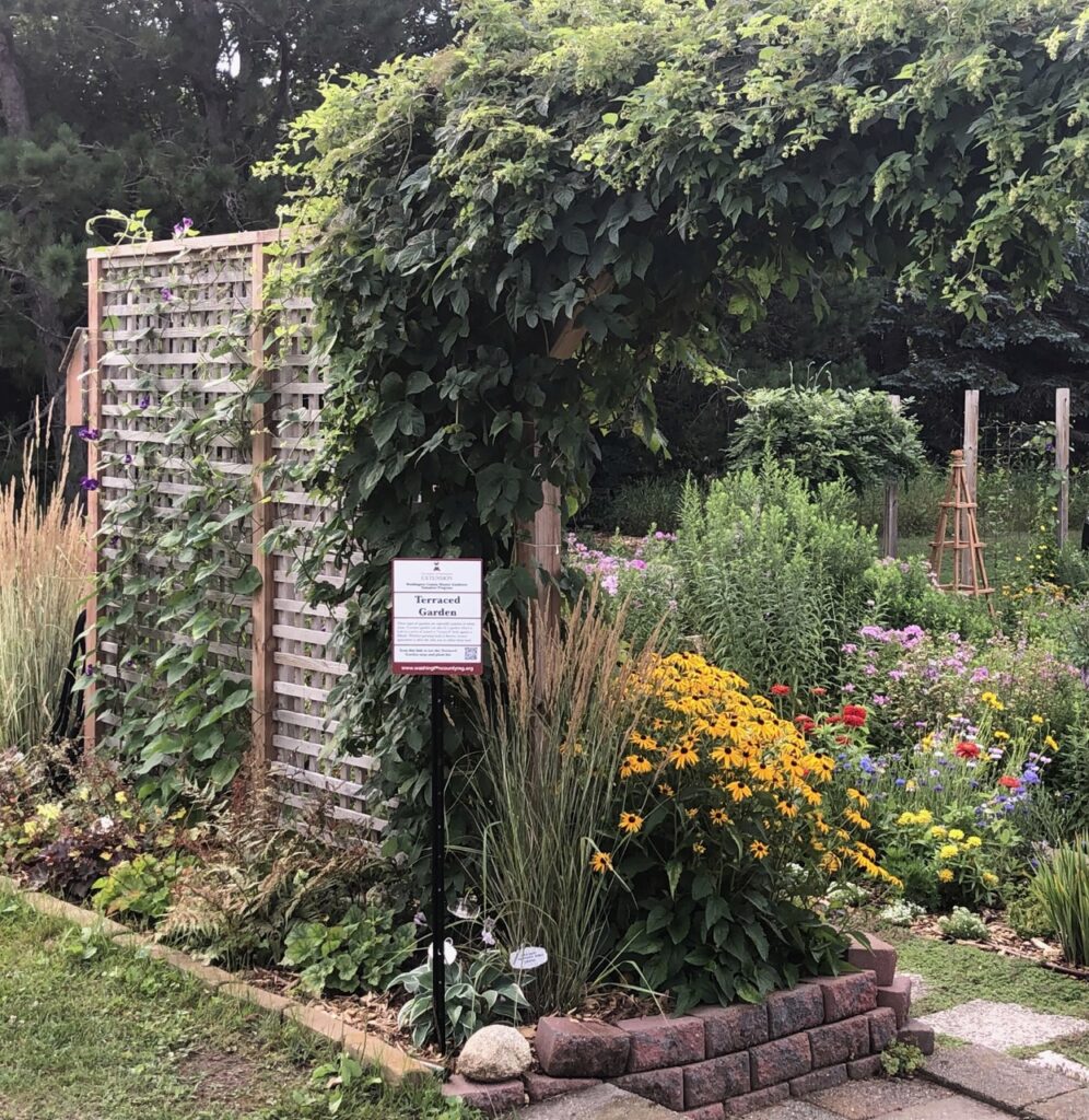 hops vine grows across the trellis at the north entrance to the fairest garden in the washington county fairgrounds, stillwater, mn