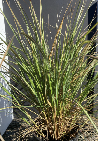 avalanche feather reed grass