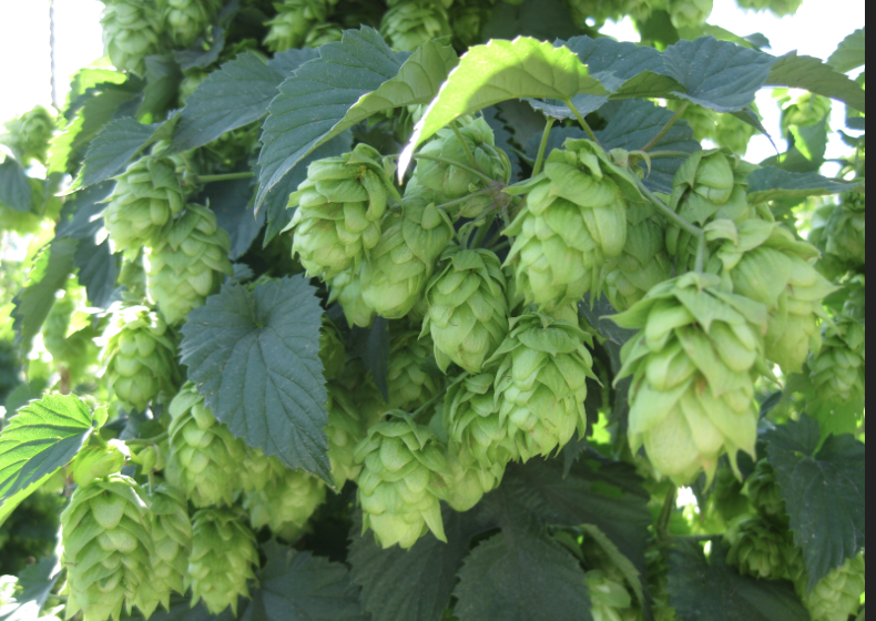 hops blooms at the fairest gardens