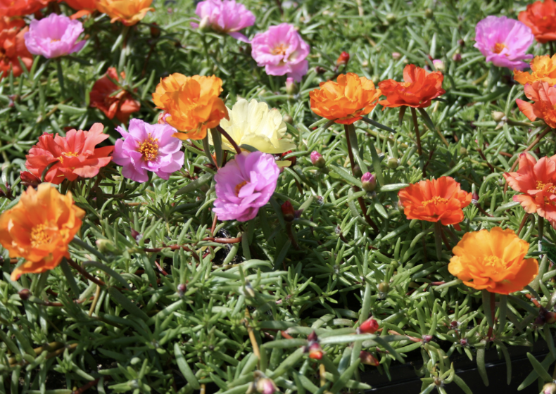 moss roses at the fairest garden in the washington county fairgrounds, stillwater, mn