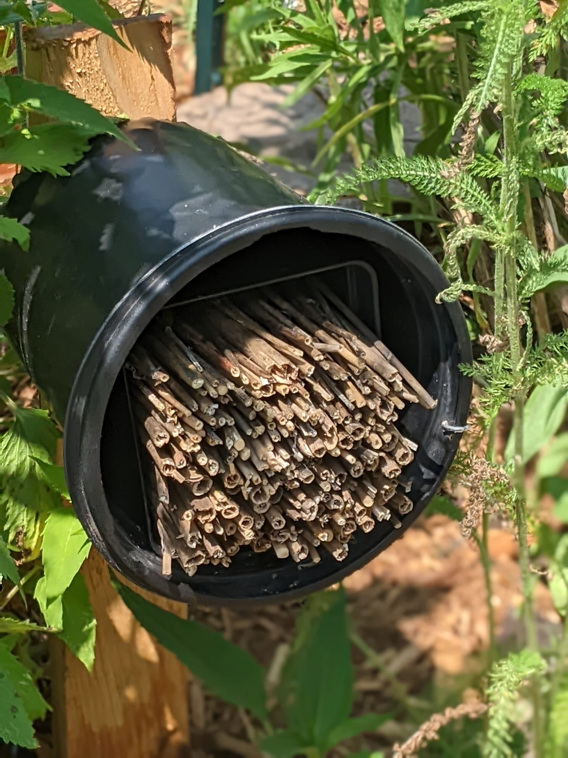 Pollinator Garden - UMN Extension Washington County Master Gardener ...