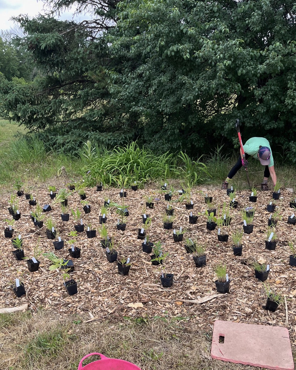 planting new prairie plants, 18 inches apart, at the Fairest Gardens in the Washington county fairgrounds in stillwater, mn