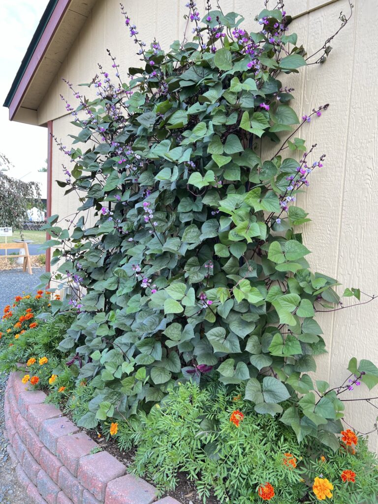 Hyacinth bean vine