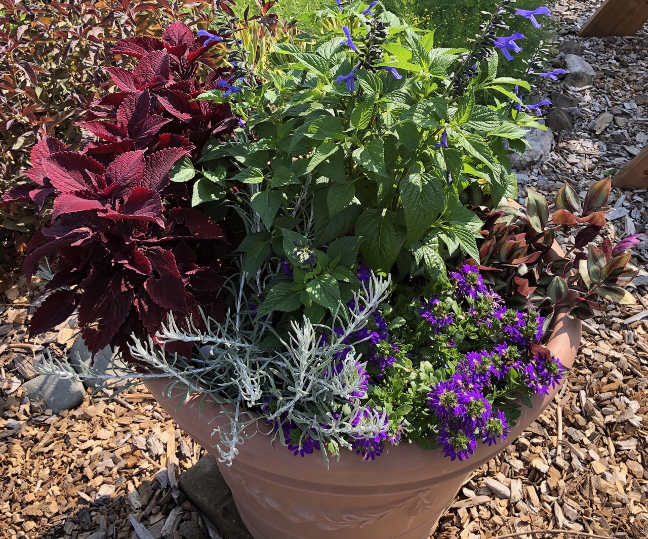 container garden with petunias
