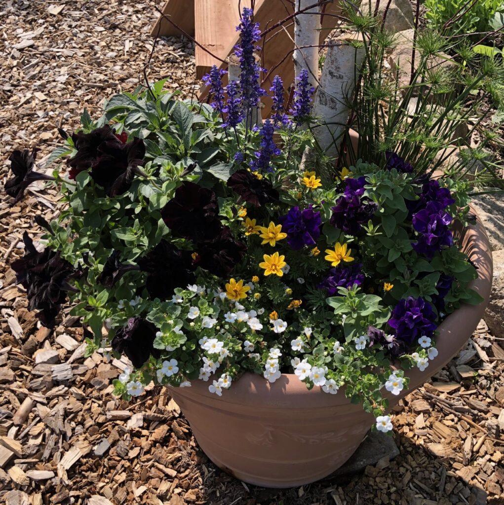 container garden with petunias