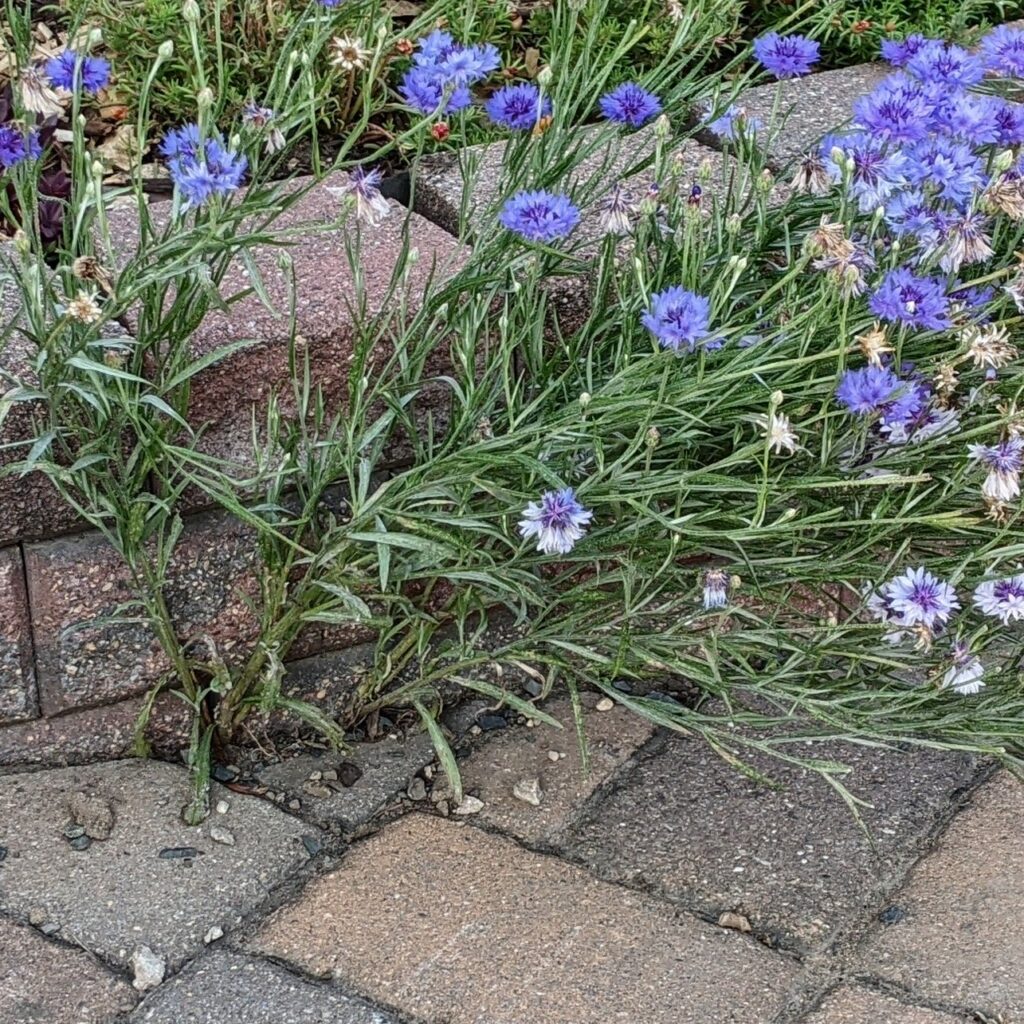grow where you're planted: bachelor buttons in blues and purples popped up in the cracks between bricks