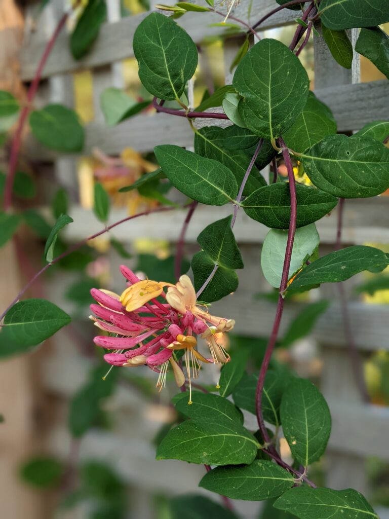honeysuckle vine provides nectar from its tubular pink flowers