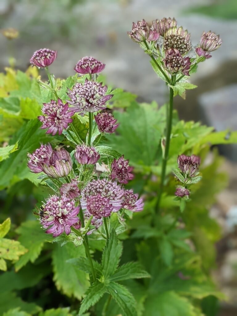 Masterwort, a pretty purple flower in a shady garden spot