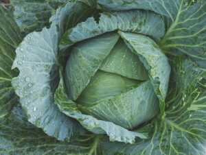 Read more about the article What vegetables can I plant in late July in Minnesota?
