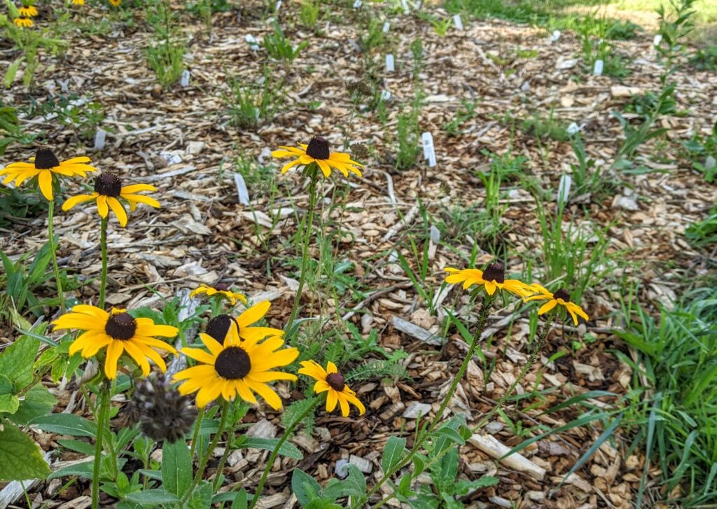 young prairie plants at the fairest garden, washington county fairgrounds