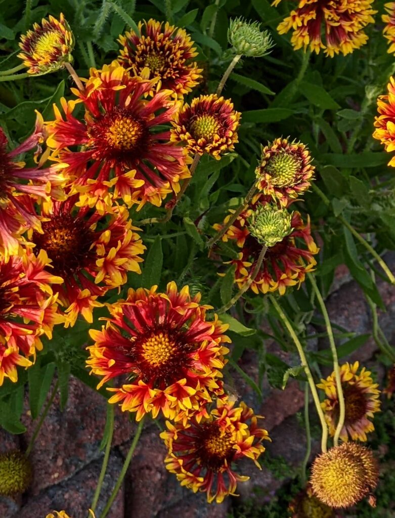 red and yellow blanket flower blooms love the sun and can thrive in sandy soil and hot temps