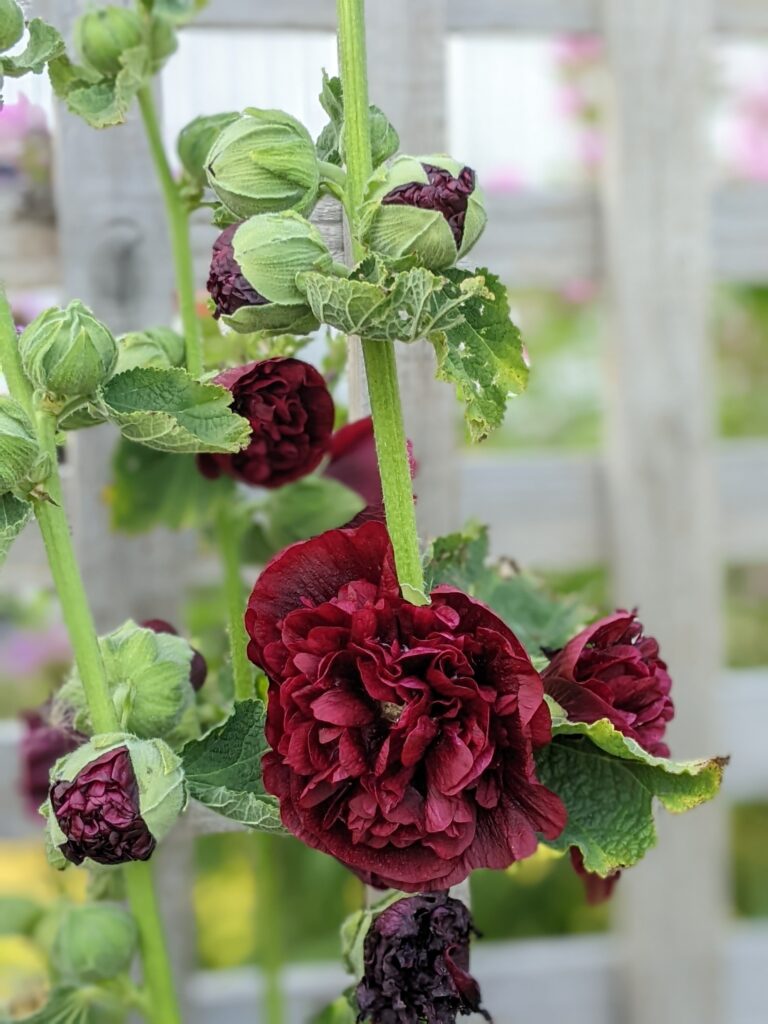 burgundy blooms on a hollyhock plant