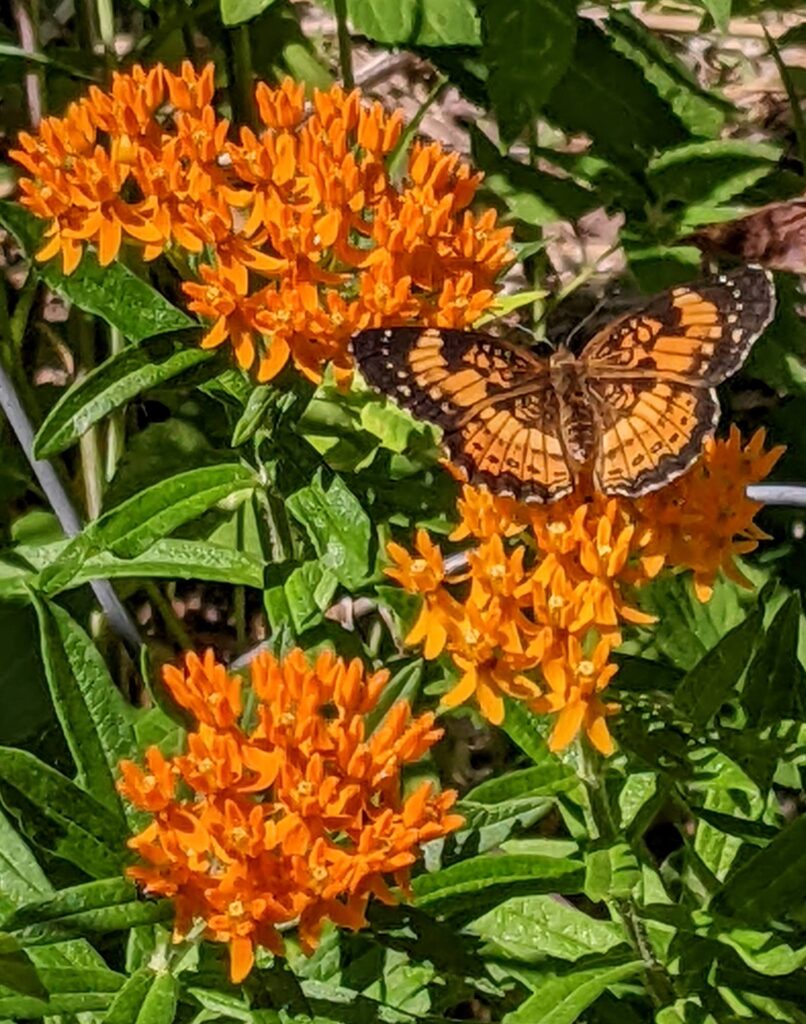 An orange butterfly with black edged wings sits on a flower with orange blooms.