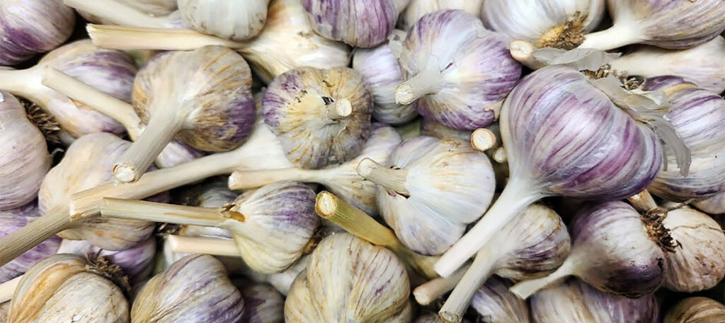 Pile of harneck garlic bulbs