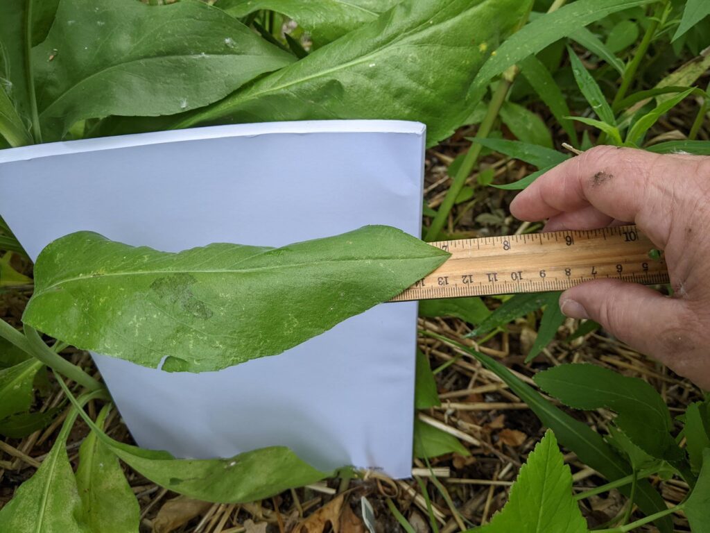 take a photo with a ruler behind a leaf to show the length of the leaf