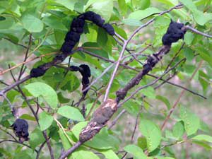 black knot fungus on a cherry tree