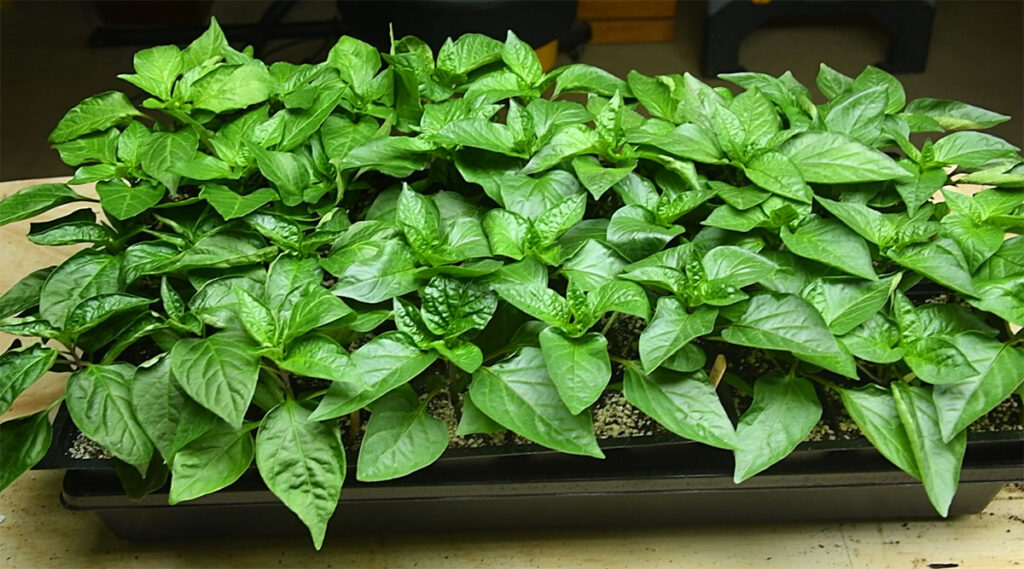 Pepper seedlings
