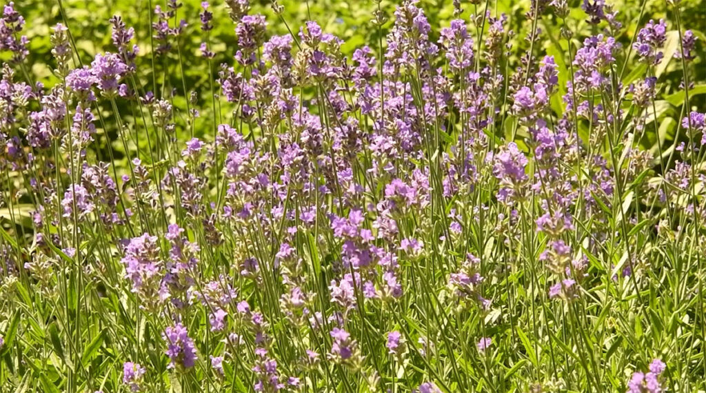 Munstead lavender