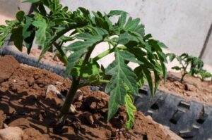 Read more about the article When to Start Tomato Seeds Indoors