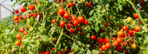 Read more about the article What are Indeterminate vs. determinate tomatoes?