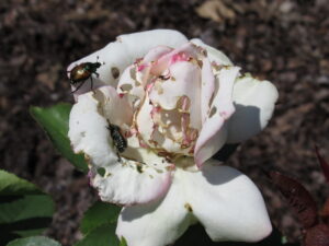 Rose flower with Japanese Beetle damage
