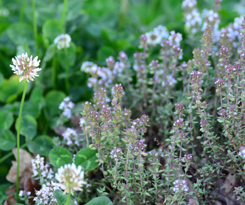 A bee lawn includes a mix of white clover, a short white flower about two inches high; and creeping thyme, a tiny purple flower; and other fescues and small flowering plants.